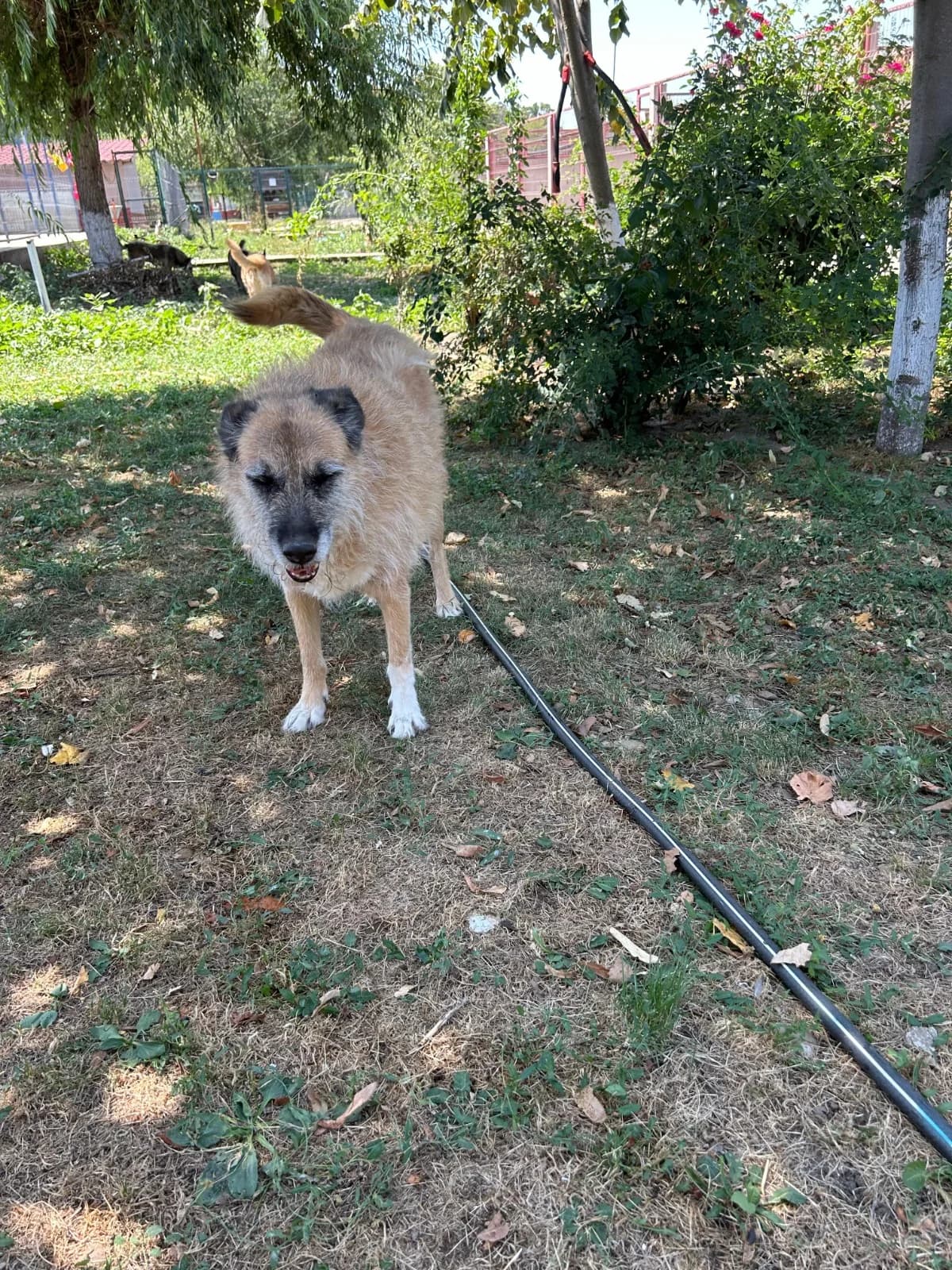 Honey, female Mixed Breed for adoption at Kola Kariola — photo 3 of 8