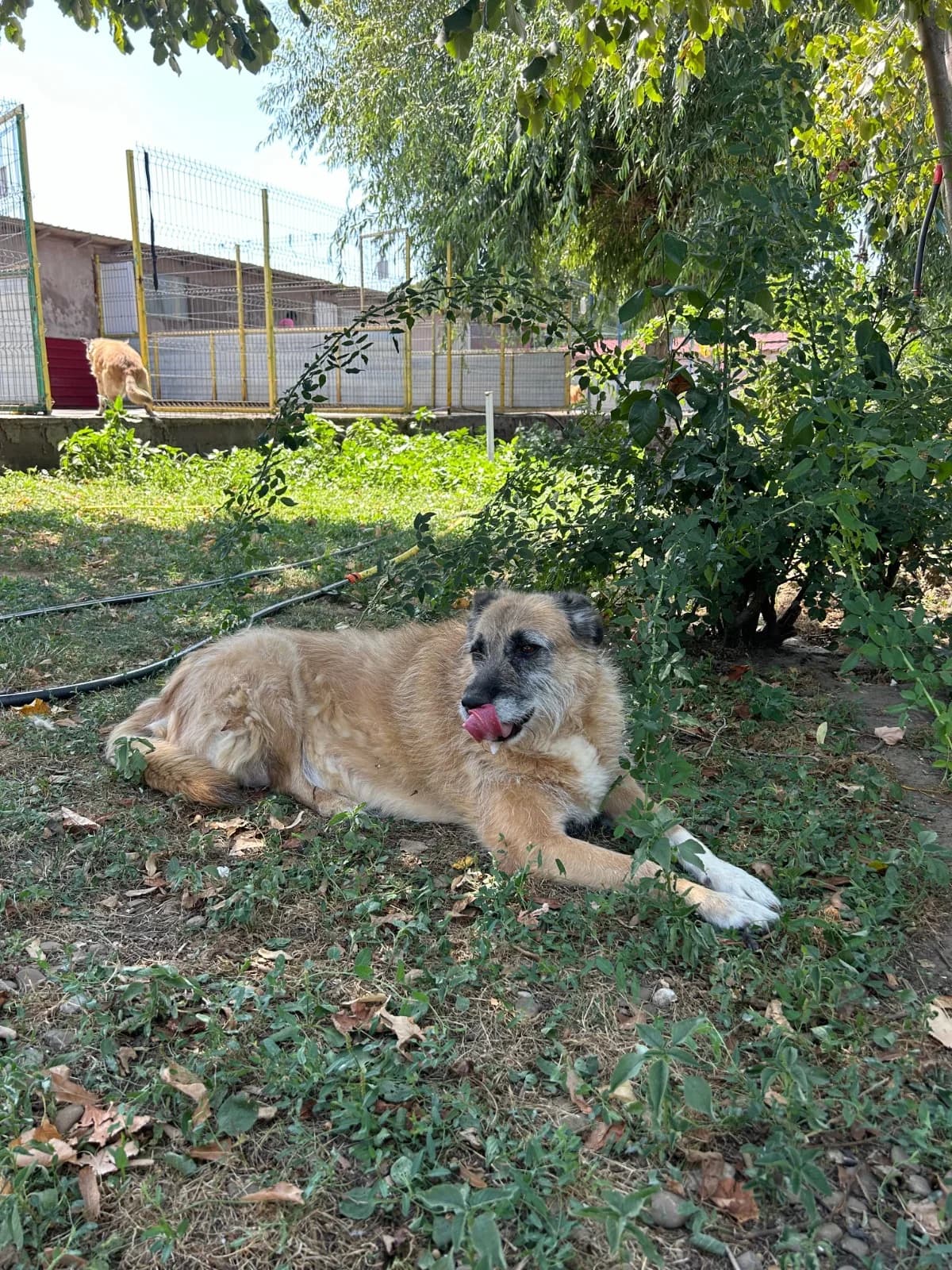 Honey, female Mixed Breed for adoption at Kola Kariola — photo 4 of 8