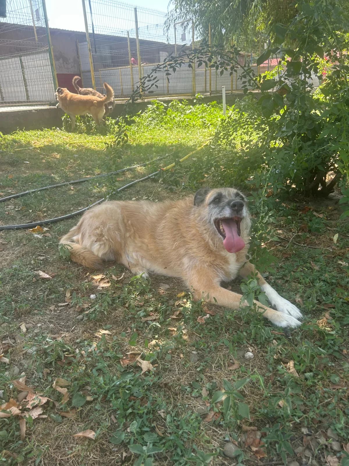 Honey, female Mixed Breed for adoption at Kola Kariola — photo 6 of 8