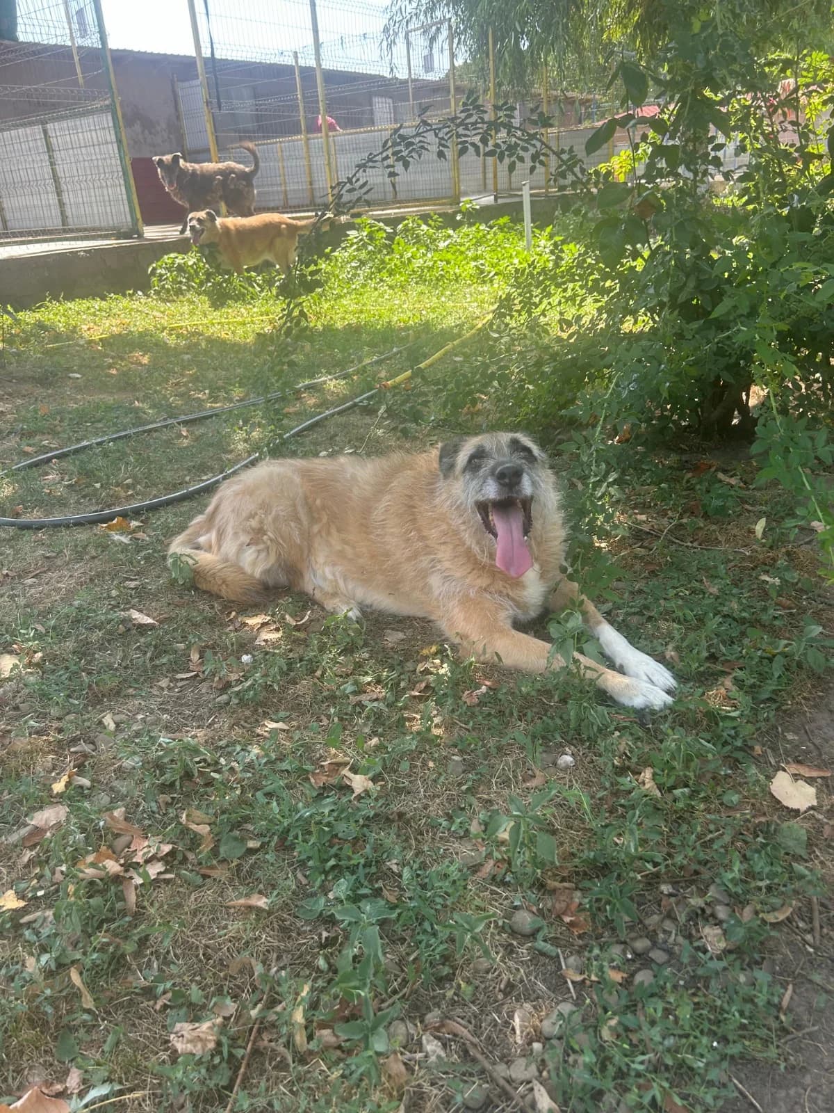 Honey, female Mixed Breed for adoption at Kola Kariola — photo 7 of 8