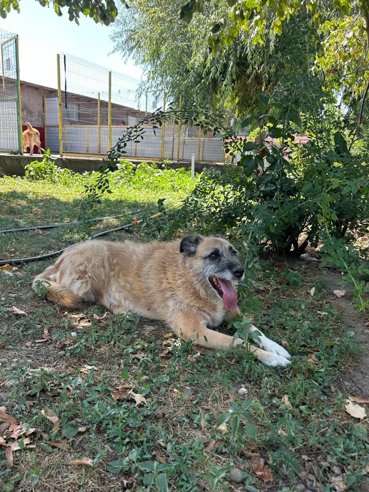 Honey, female Mixed Breed for adoption at Kola Kariola — photo 8 of 8