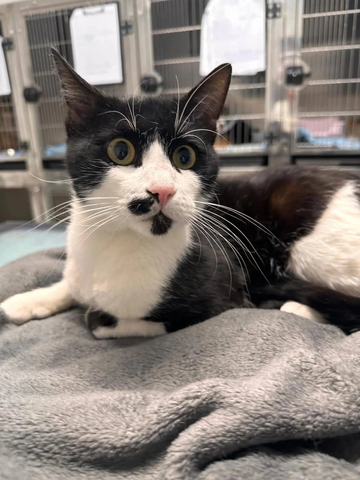 Hunter, male Mixed Breed for adoption at Kola Kariola — photo 2 of 5