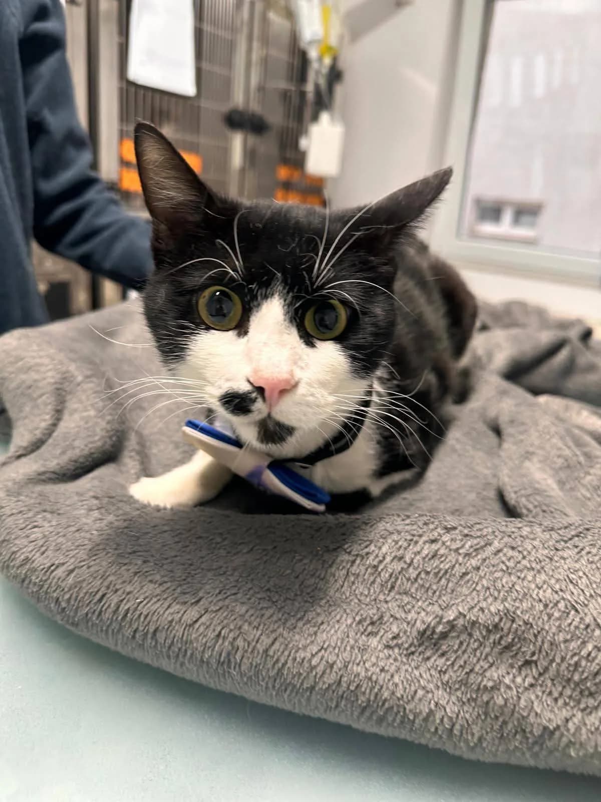 Hunter, male Mixed Breed for adoption at Kola Kariola — photo 3 of 5