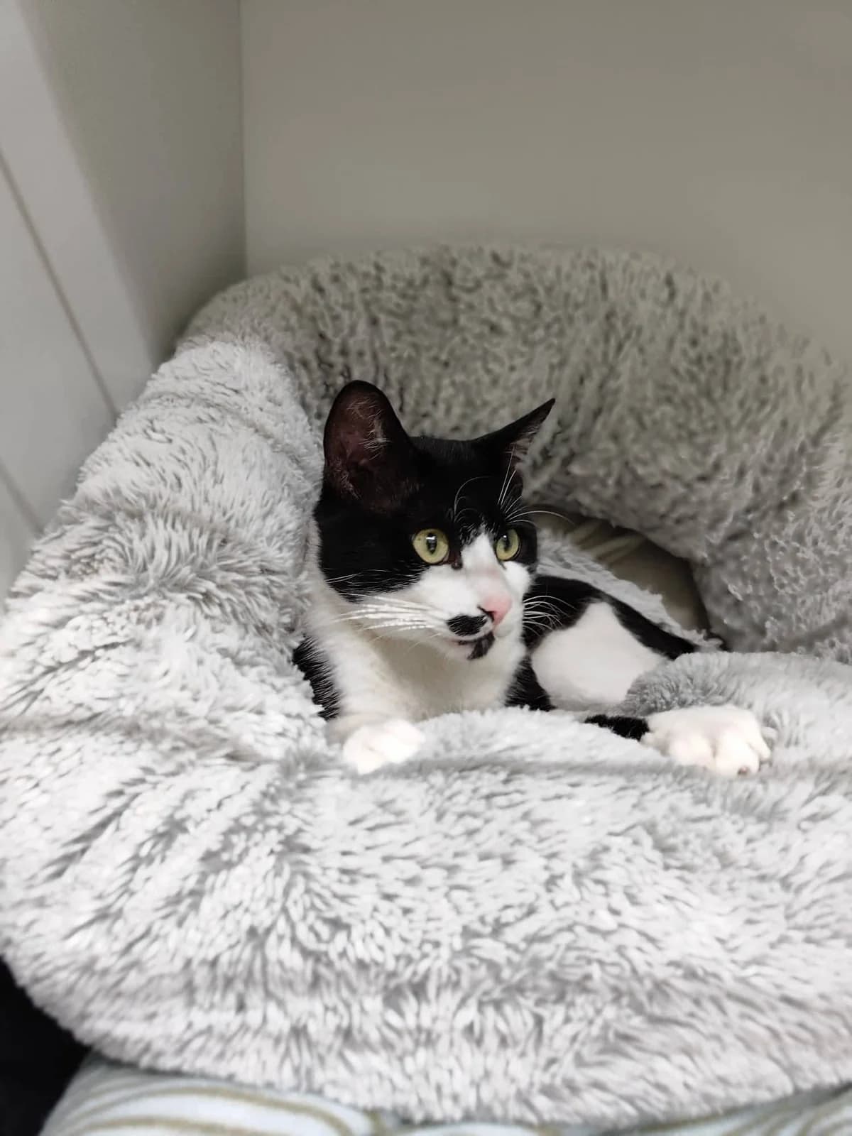 Hunter, male Mixed Breed for adoption at Kola Kariola — photo 4 of 5