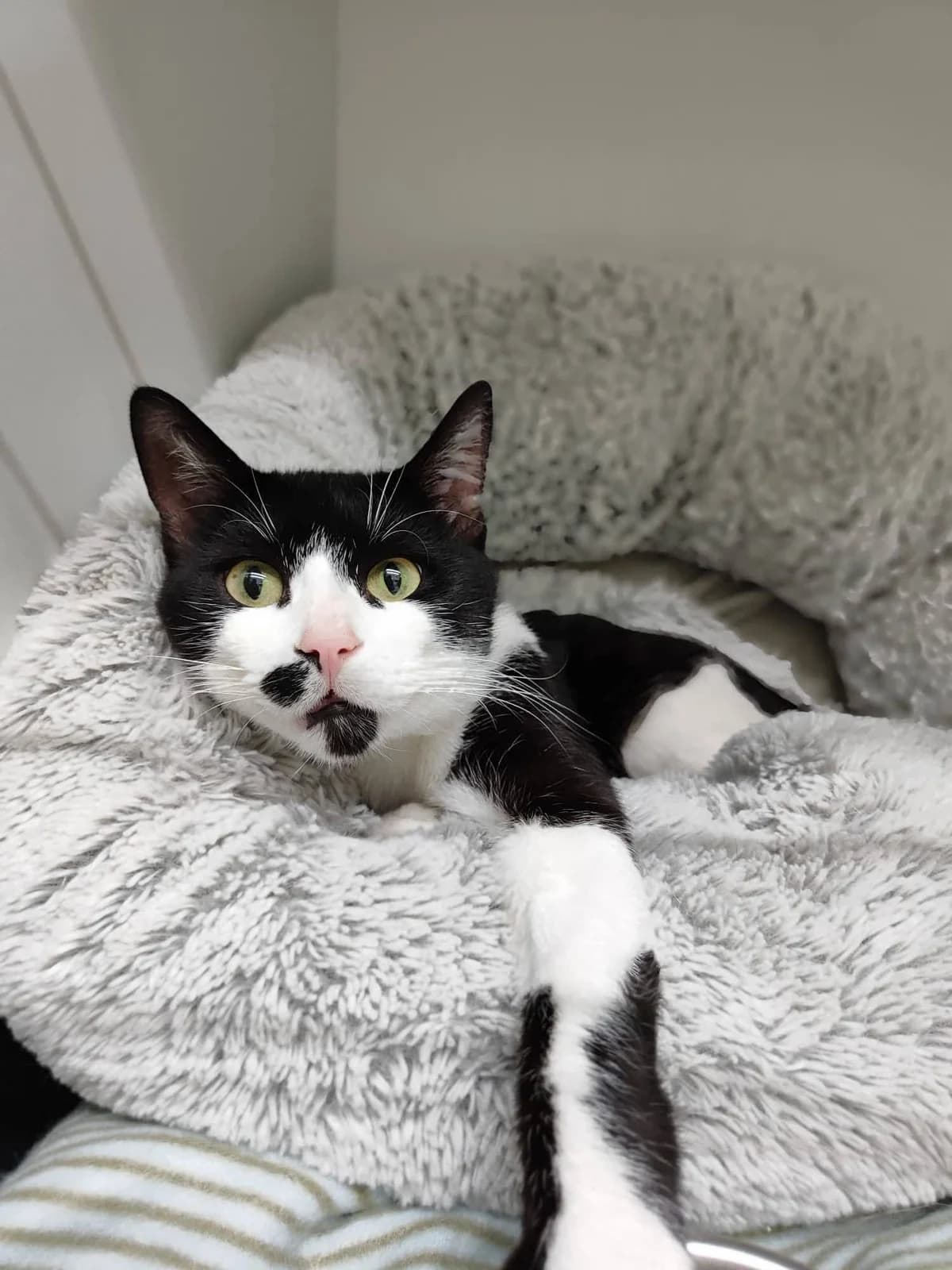 Hunter, male Mixed Breed for adoption at Kola Kariola — photo 5 of 5