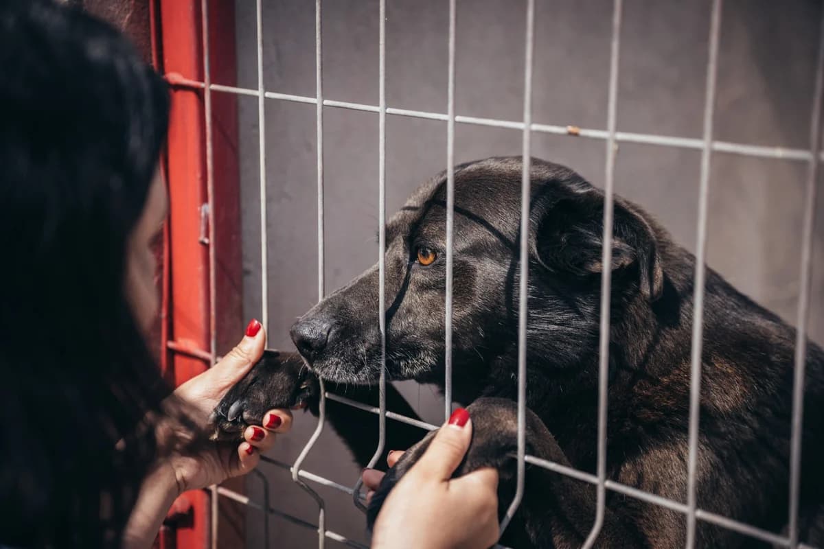 Jean, male Mixed Breed for adoption at Kola Kariola — photo 2 of 5