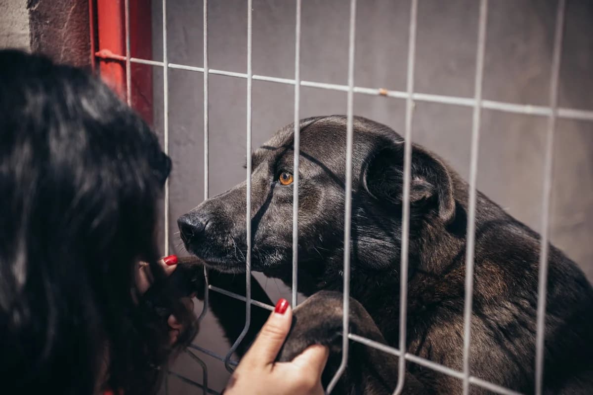 Jean, male Mixed Breed for adoption at Kola Kariola — photo 3 of 5