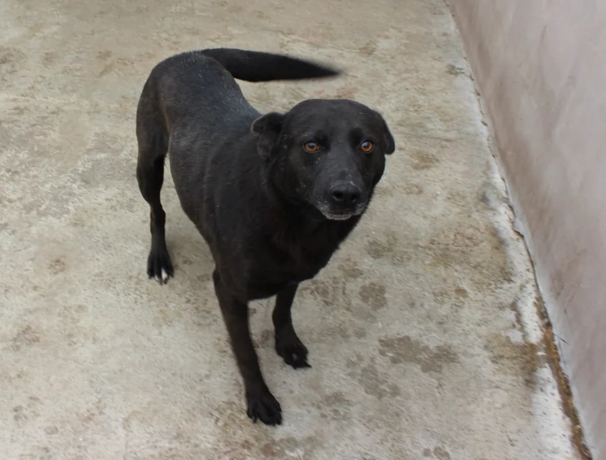 Jean, male Mixed Breed for adoption at Kola Kariola — photo 4 of 5