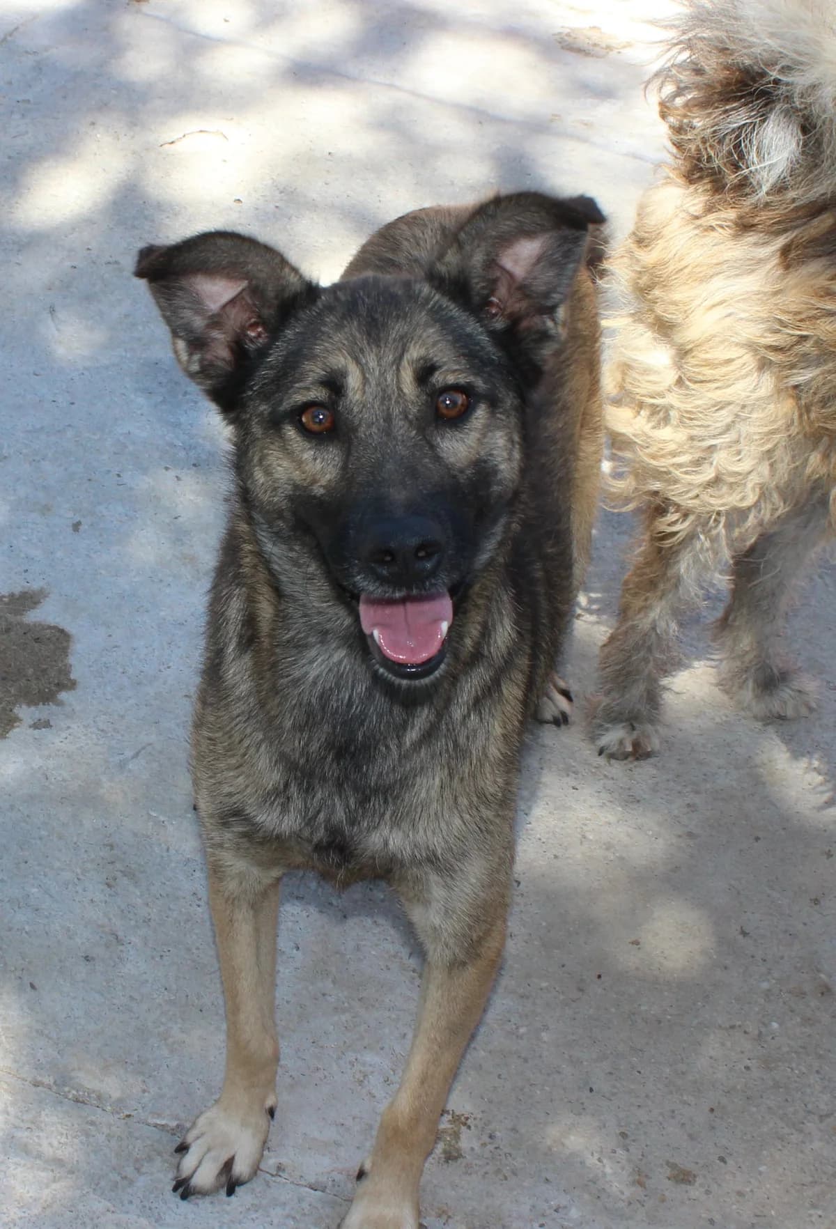 Joy, female Mixed Breed for adoption at Kola Kariola — photo 2 of 7