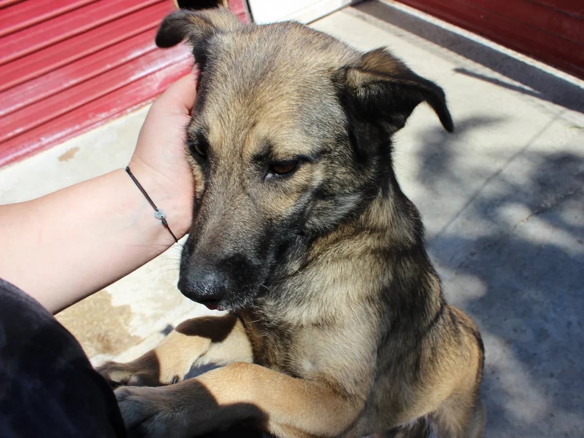 Joy, female Mixed Breed for adoption at Kola Kariola — photo 3 of 7