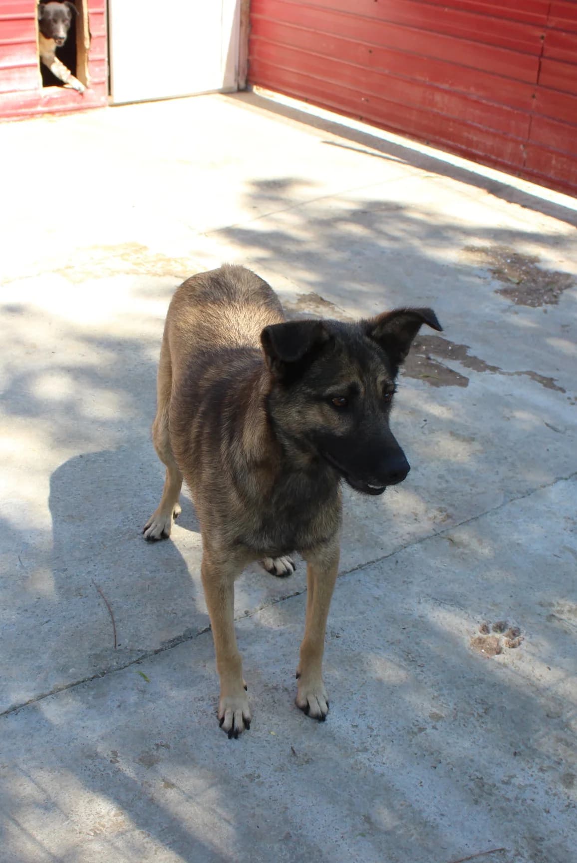 Joy, female Mixed Breed for adoption at Kola Kariola — photo 4 of 7