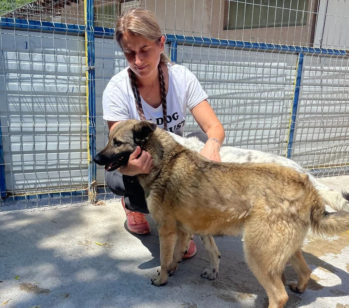 Joy, female Mixed Breed for adoption at Kola Kariola — photo 5 of 7