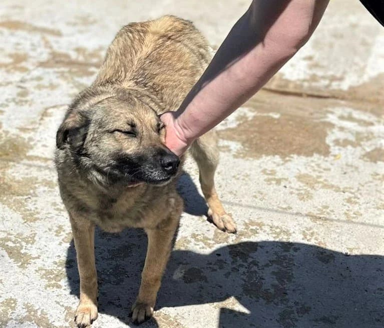 Joy, female Mixed Breed for adoption at Kola Kariola — photo 6 of 7
