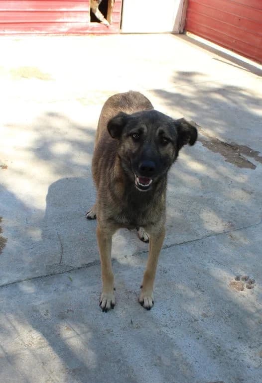 Joy, female Mixed Breed for adoption at Kola Kariola — photo 7 of 7