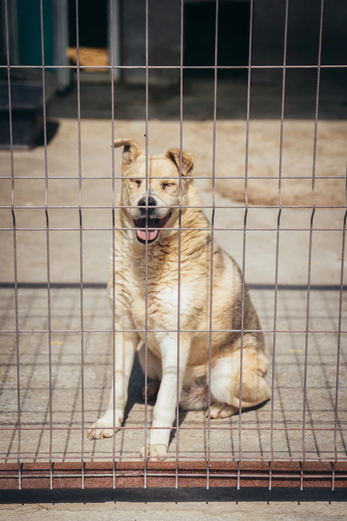 Larry, male Mixed Breed for adoption at Kola Kariola — photo 2 of 4