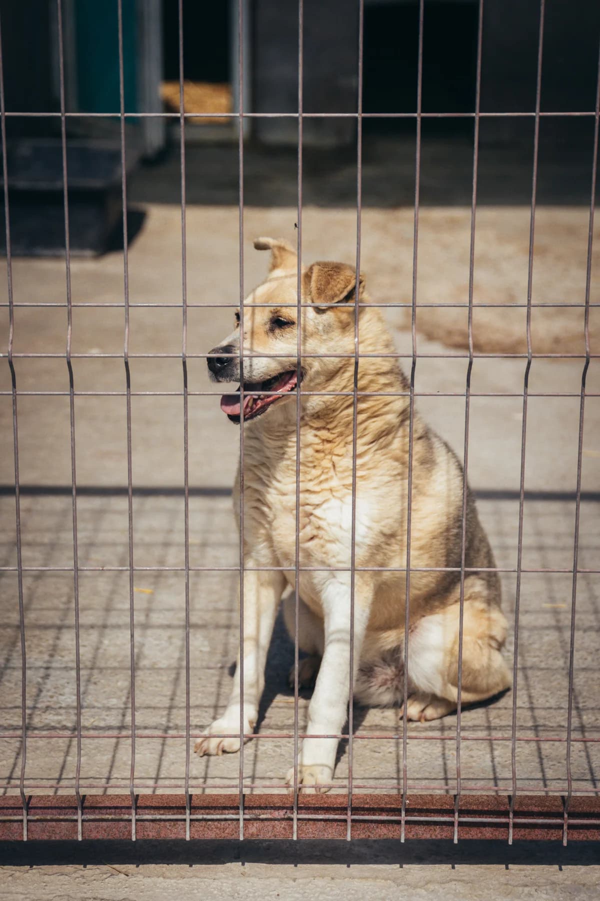 Larry, male Mixed Breed for adoption at Kola Kariola — photo 3 of 4