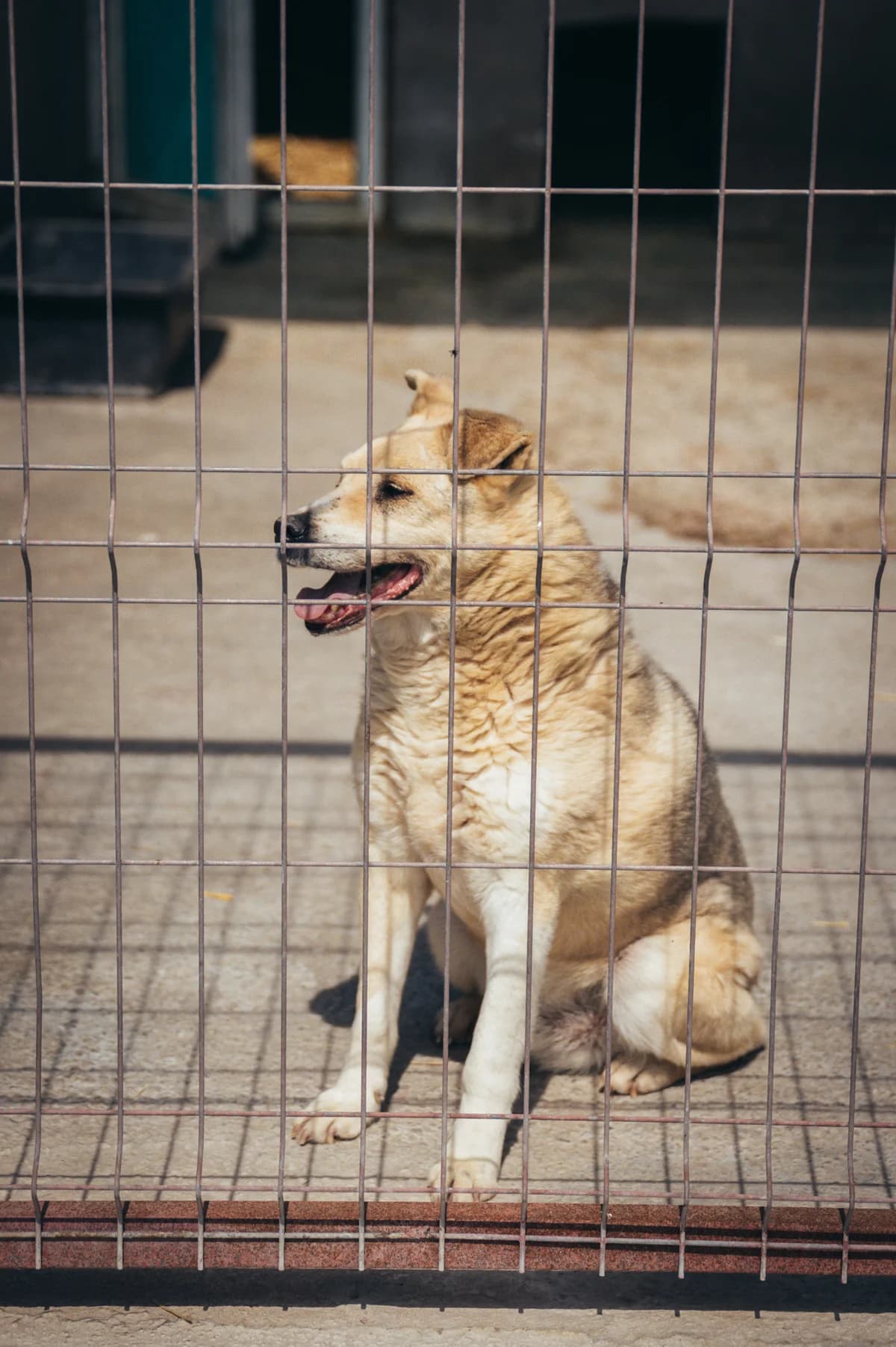 Larry, male Mixed Breed for adoption at Kola Kariola — photo 4 of 4