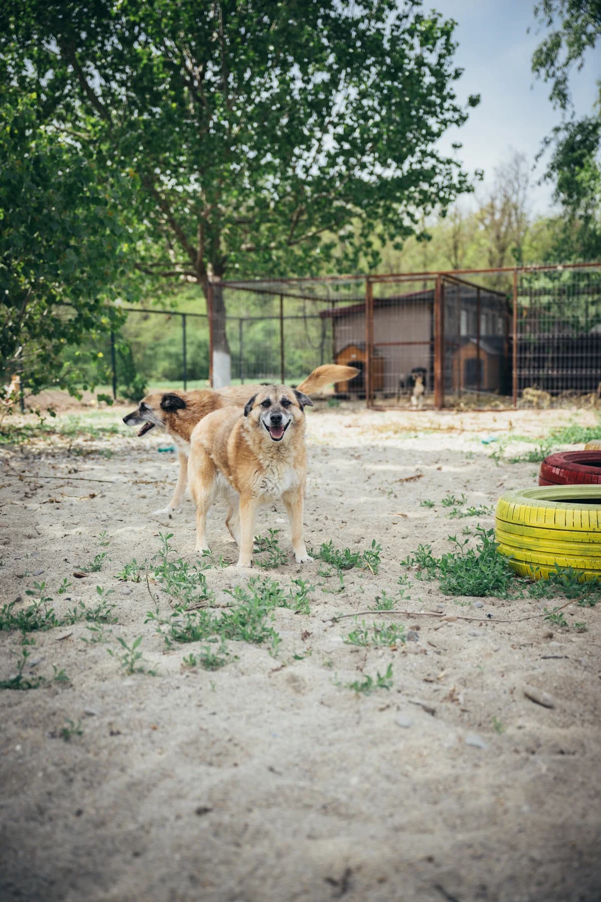 Lola, female Mixed Breed for adoption at Kola Kariola — photo 2 of 6