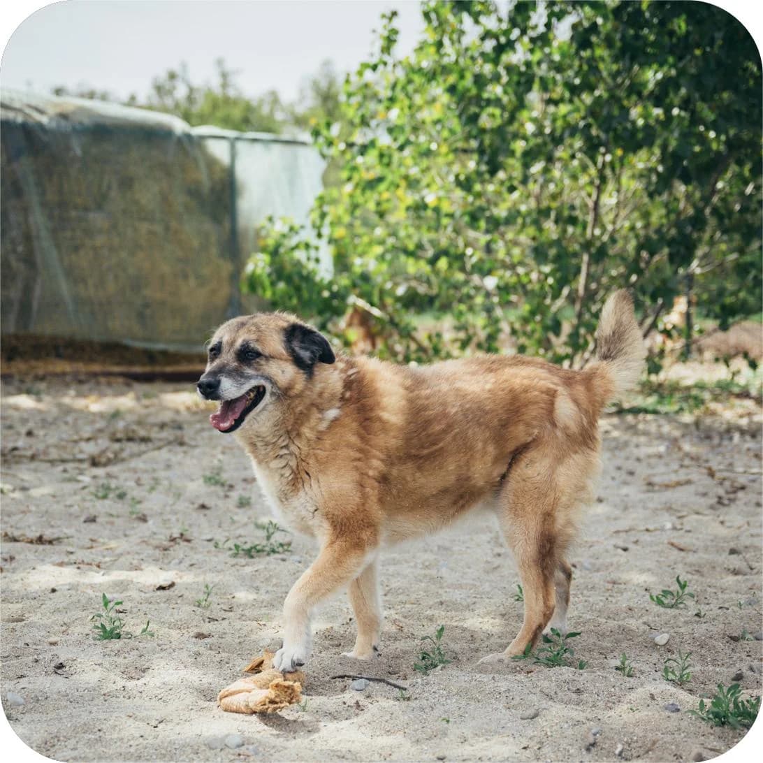 Lola, female Mixed Breed for adoption at Kola Kariola — photo 3 of 6
