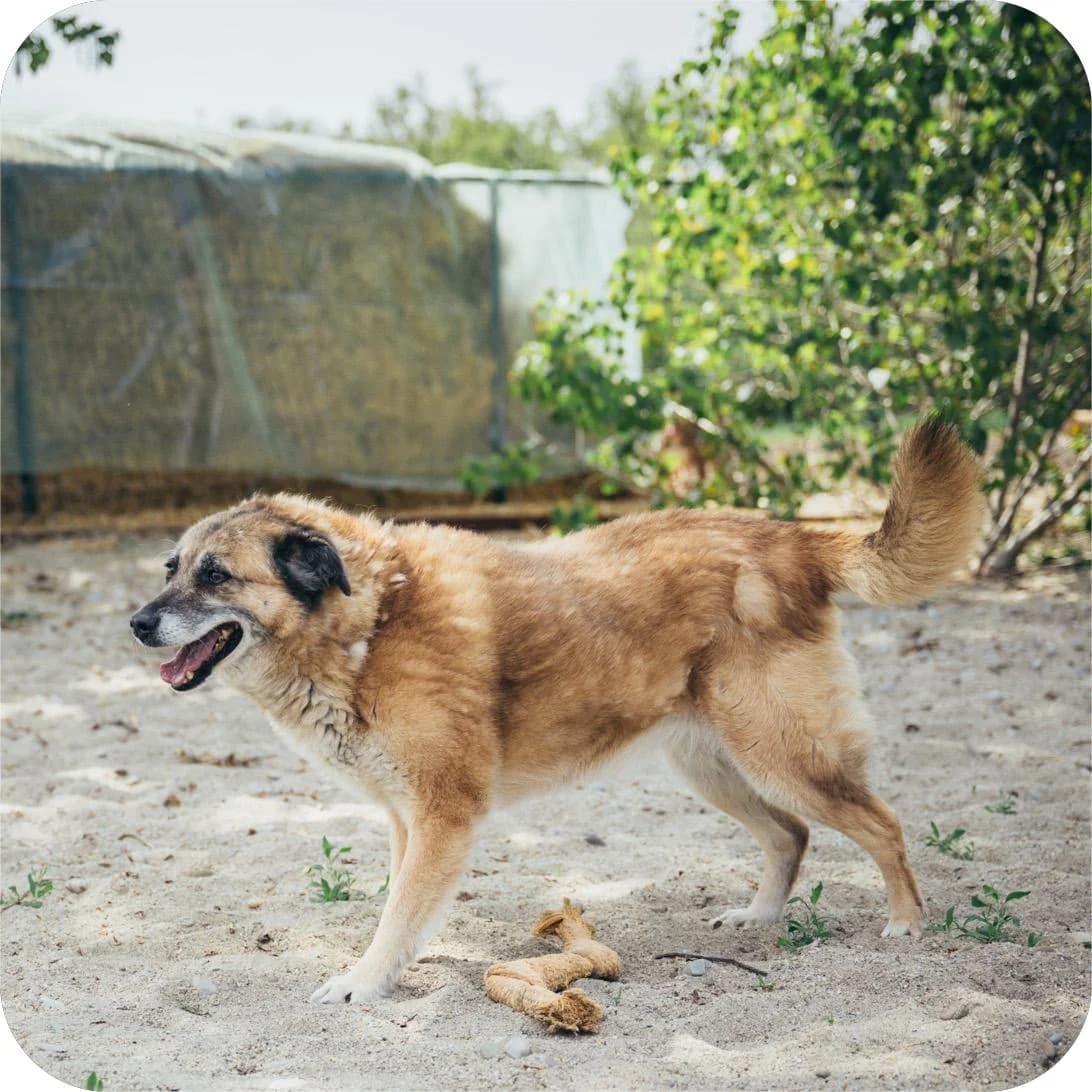 Lola, female Mixed Breed for adoption at Kola Kariola — photo 4 of 6