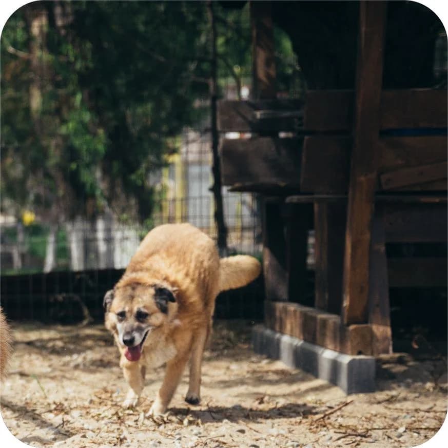 Lola, female Mixed Breed for adoption at Kola Kariola — photo 5 of 6