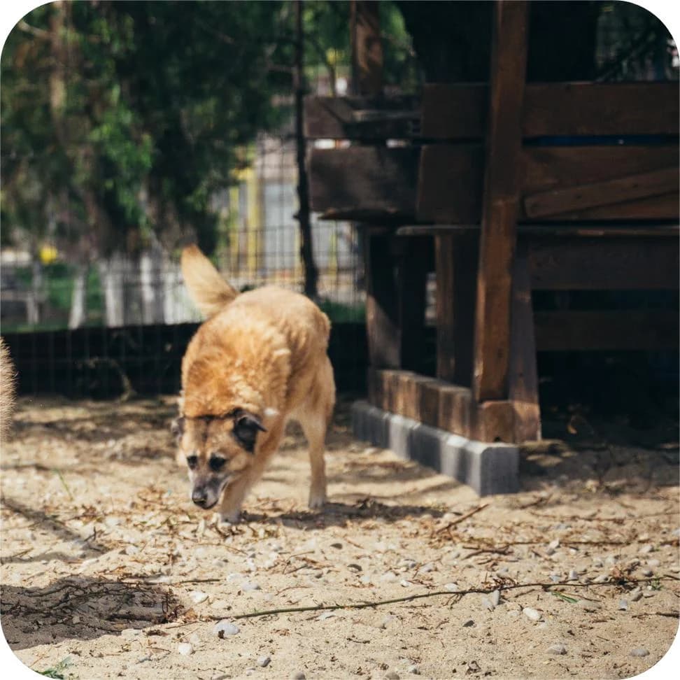 Lola, female Mixed Breed for adoption at Kola Kariola — photo 6 of 6