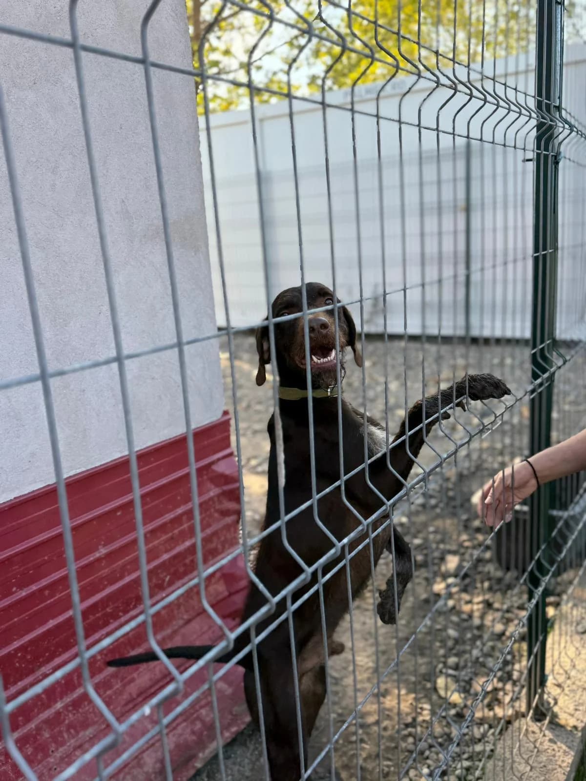 Lord, male Mixed Breed for adoption at Kola Kariola — photo 3 of 5