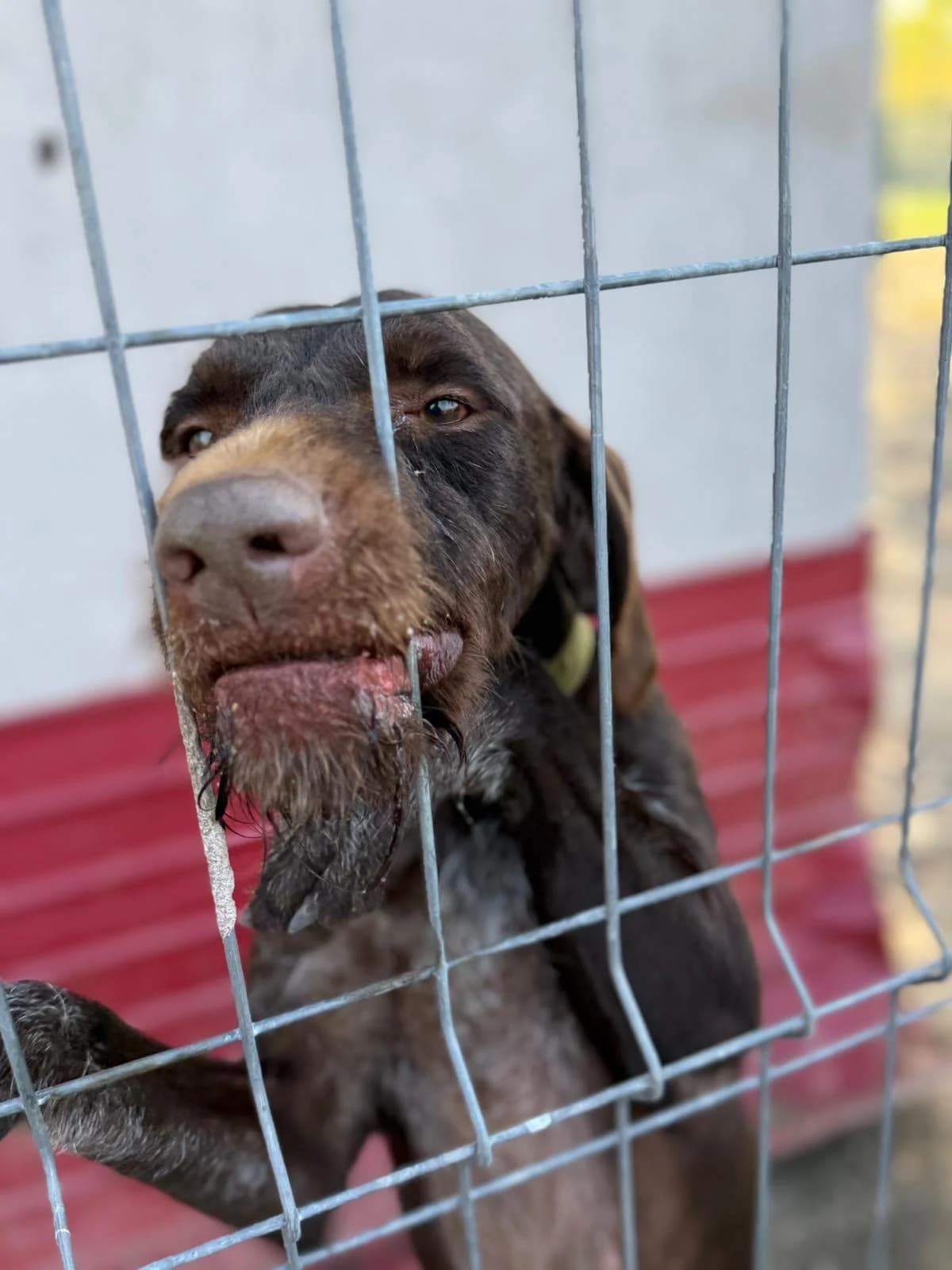 Lord, male Mixed Breed for adoption at Kola Kariola — photo 4 of 5