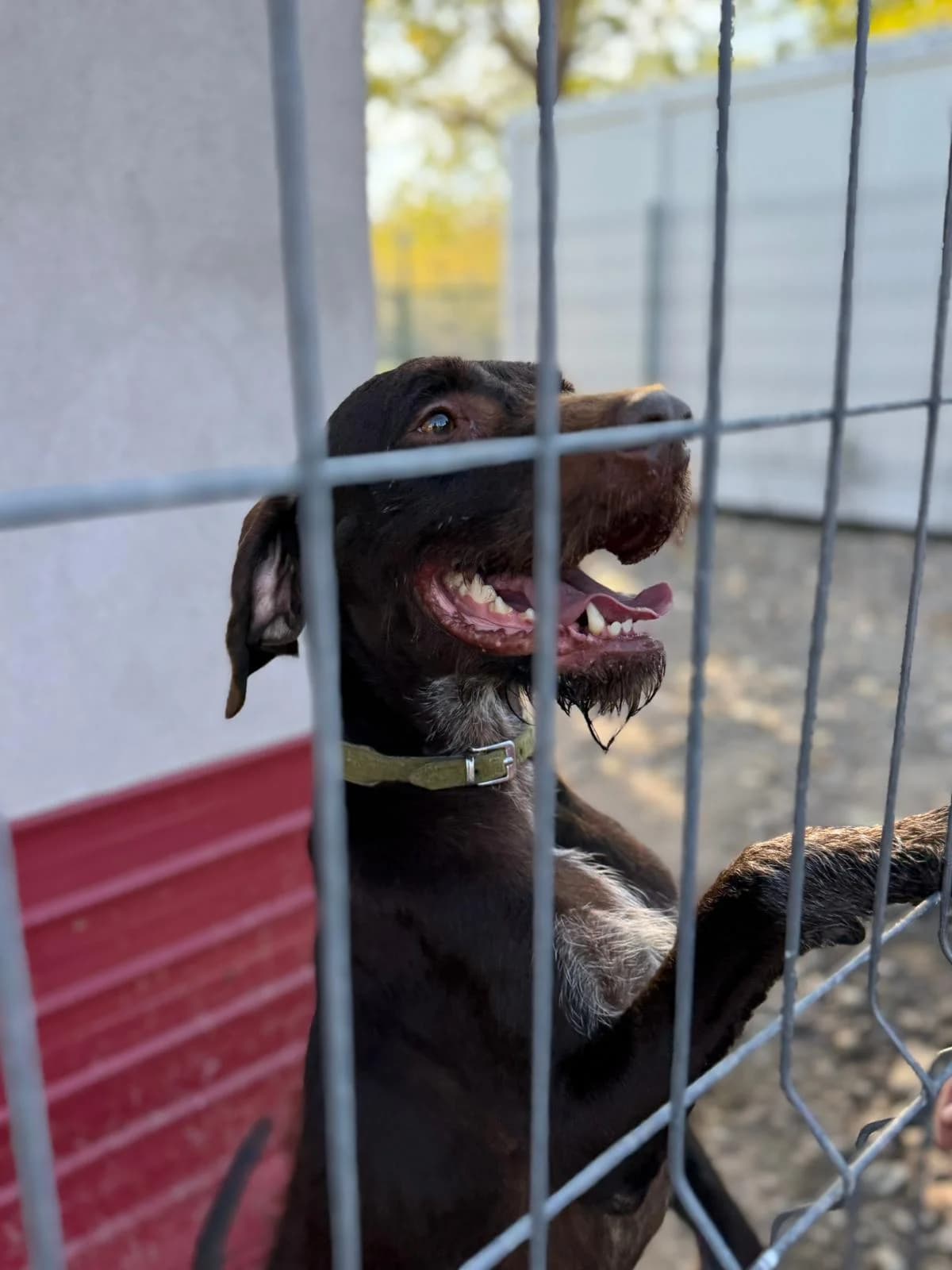 Lord, male Mixed Breed for adoption at Kola Kariola — photo 5 of 5