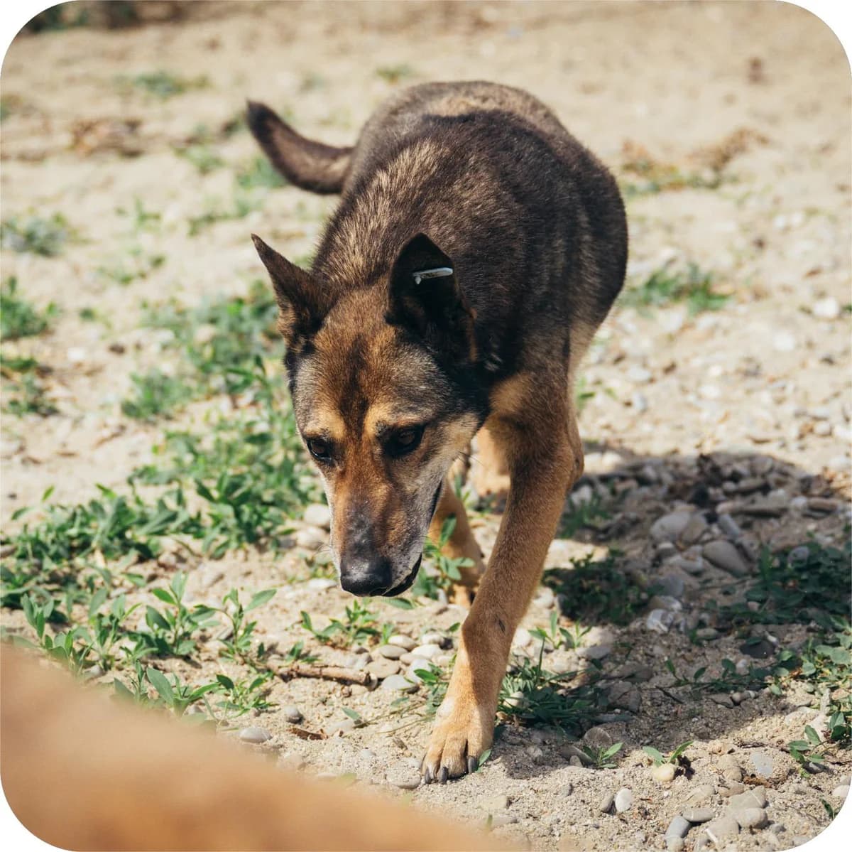 Lupicu, male Mixed Breed for adoption at Kola Kariola — photo 6 of 6