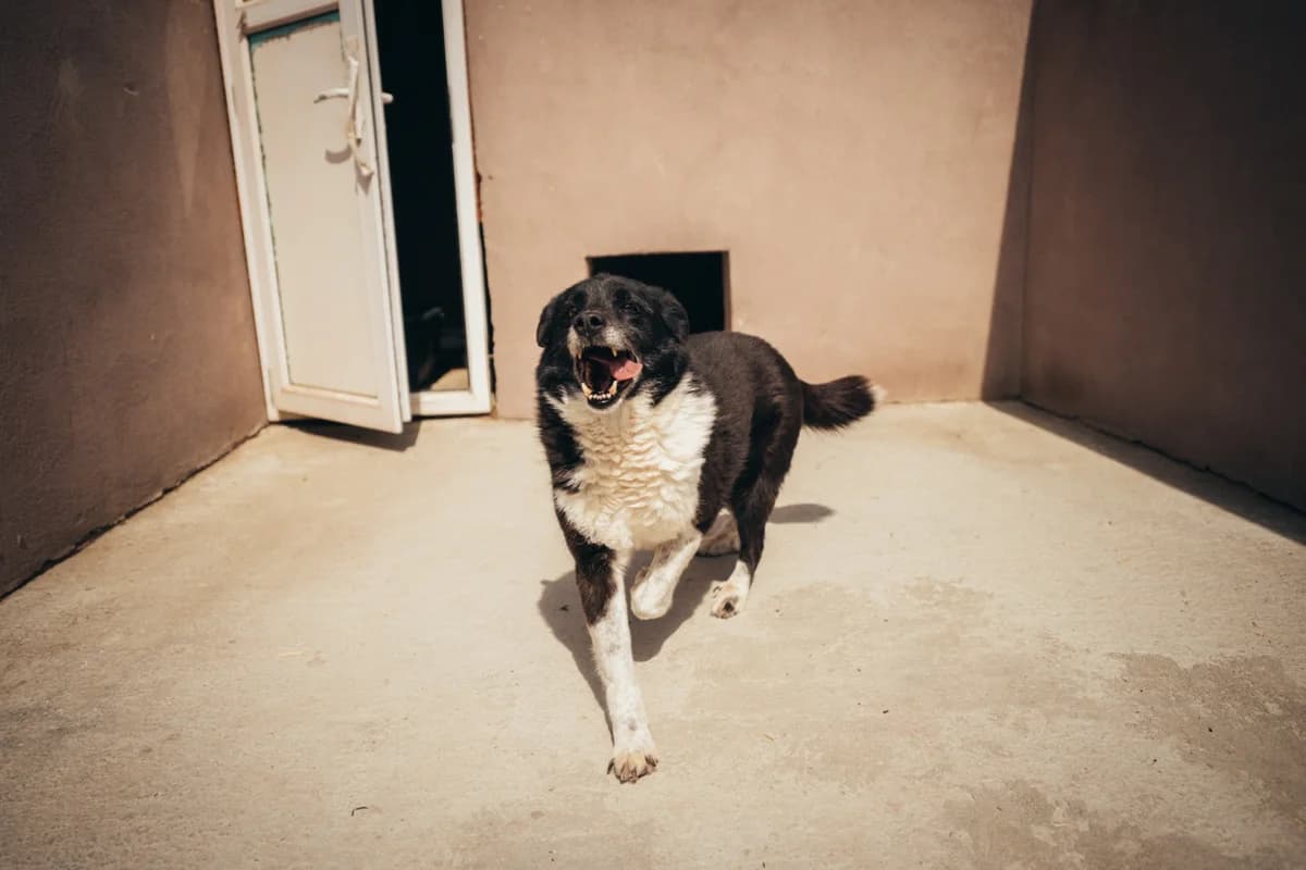 Mina, female Mixed Breed for adoption at Kola Kariola — photo 2 of 8