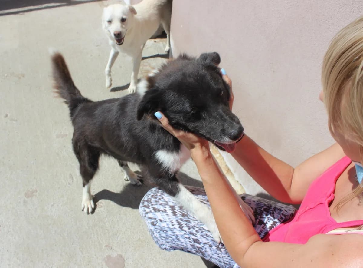 Mina, female Mixed Breed for adoption at Kola Kariola — photo 3 of 8