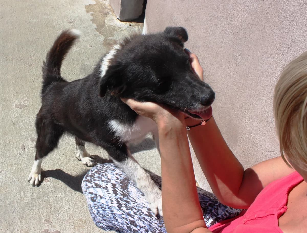 Mina, female Mixed Breed for adoption at Kola Kariola — photo 5 of 8