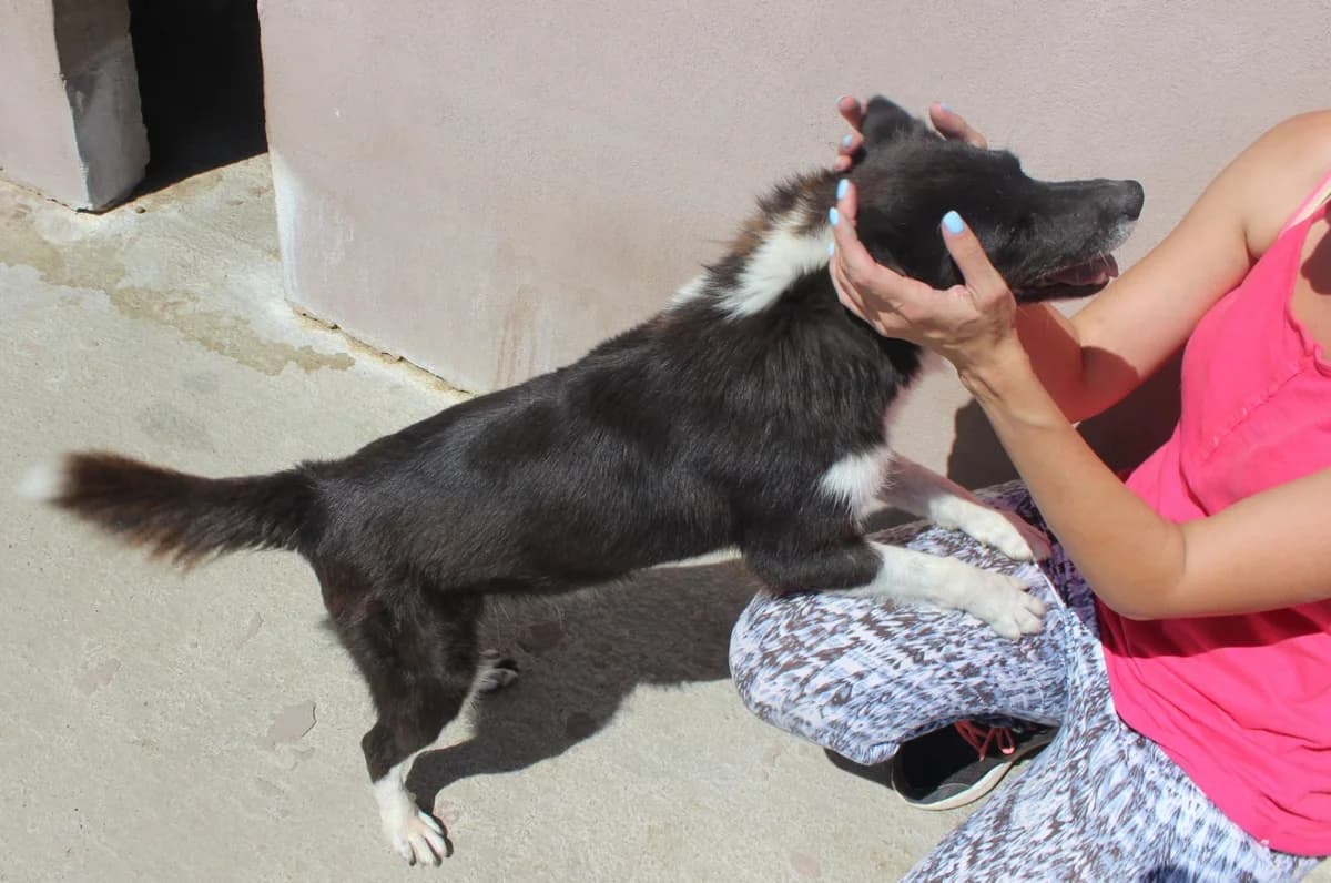 Mina, female Mixed Breed for adoption at Kola Kariola — photo 6 of 8