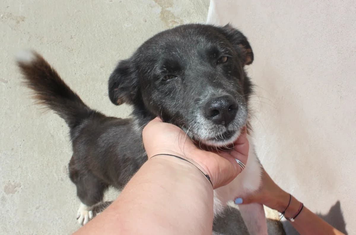 Mina, female Mixed Breed for adoption at Kola Kariola — photo 7 of 8