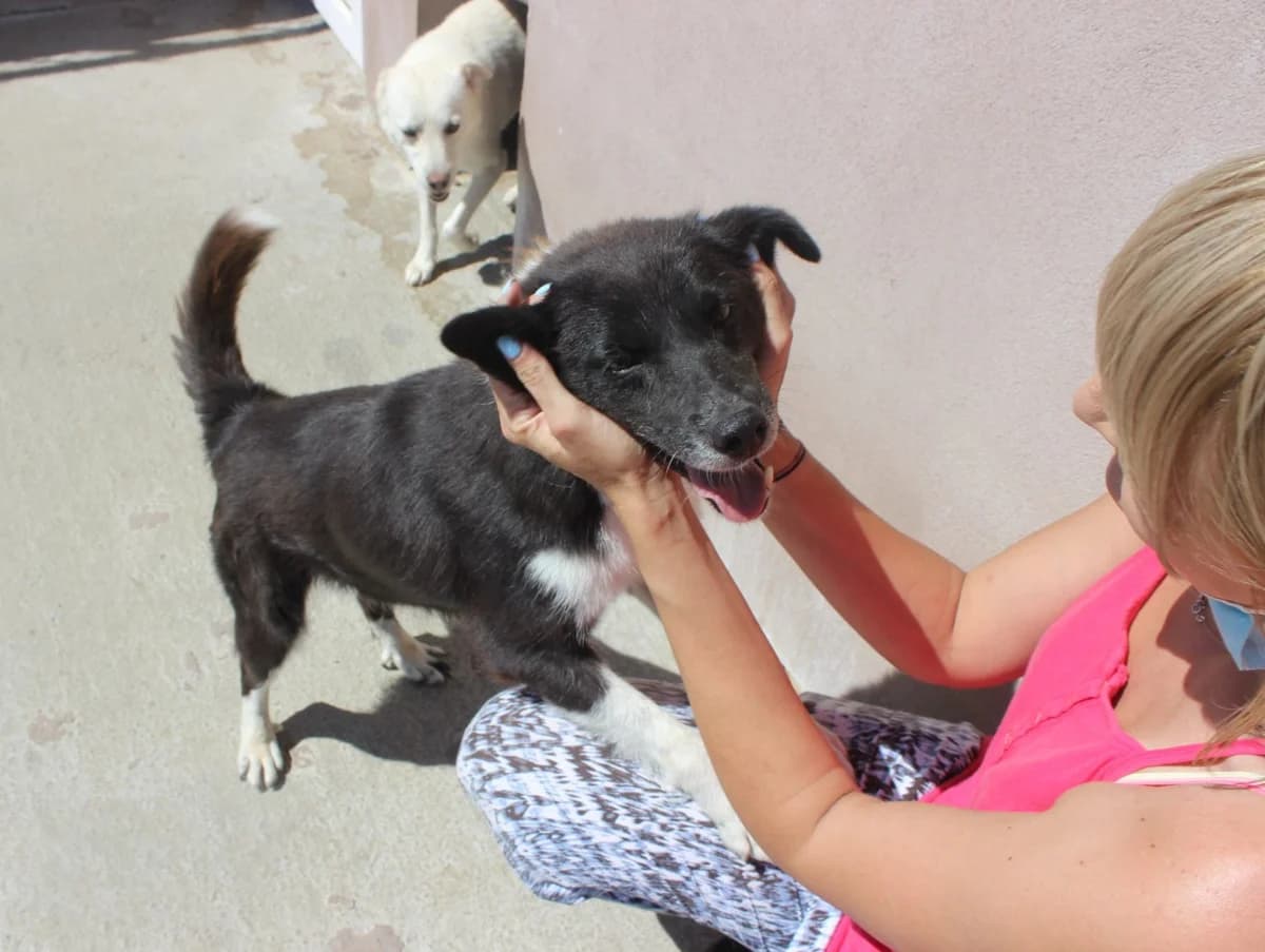 Mina, female Mixed Breed for adoption at Kola Kariola — photo 8 of 8