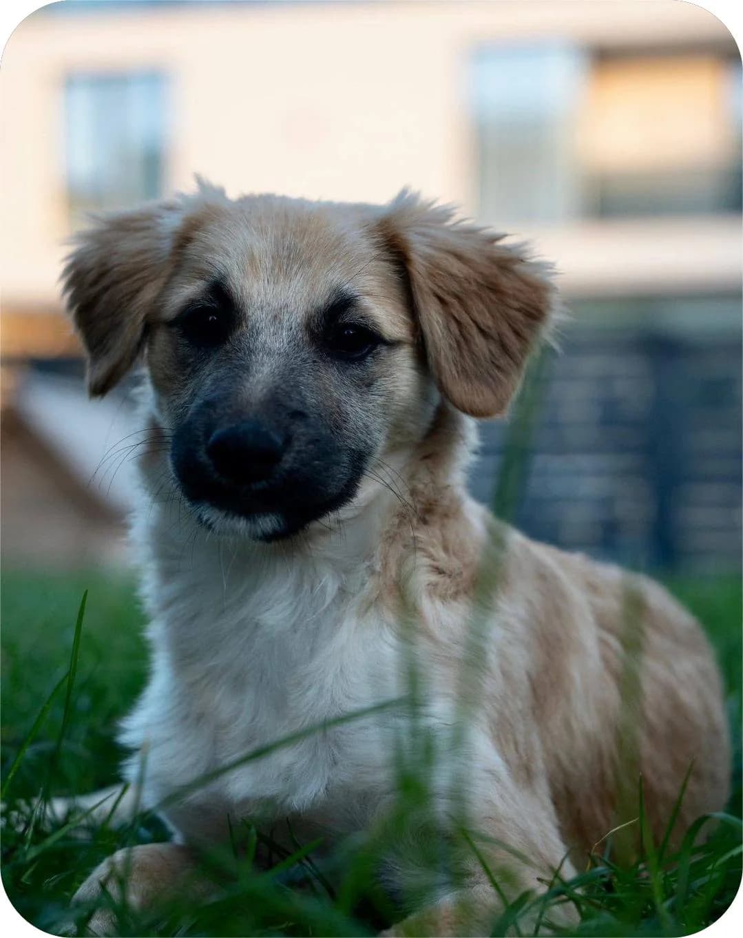 Molly, female Mixed Breed for adoption at Kola Kariola — photo 2 of 5