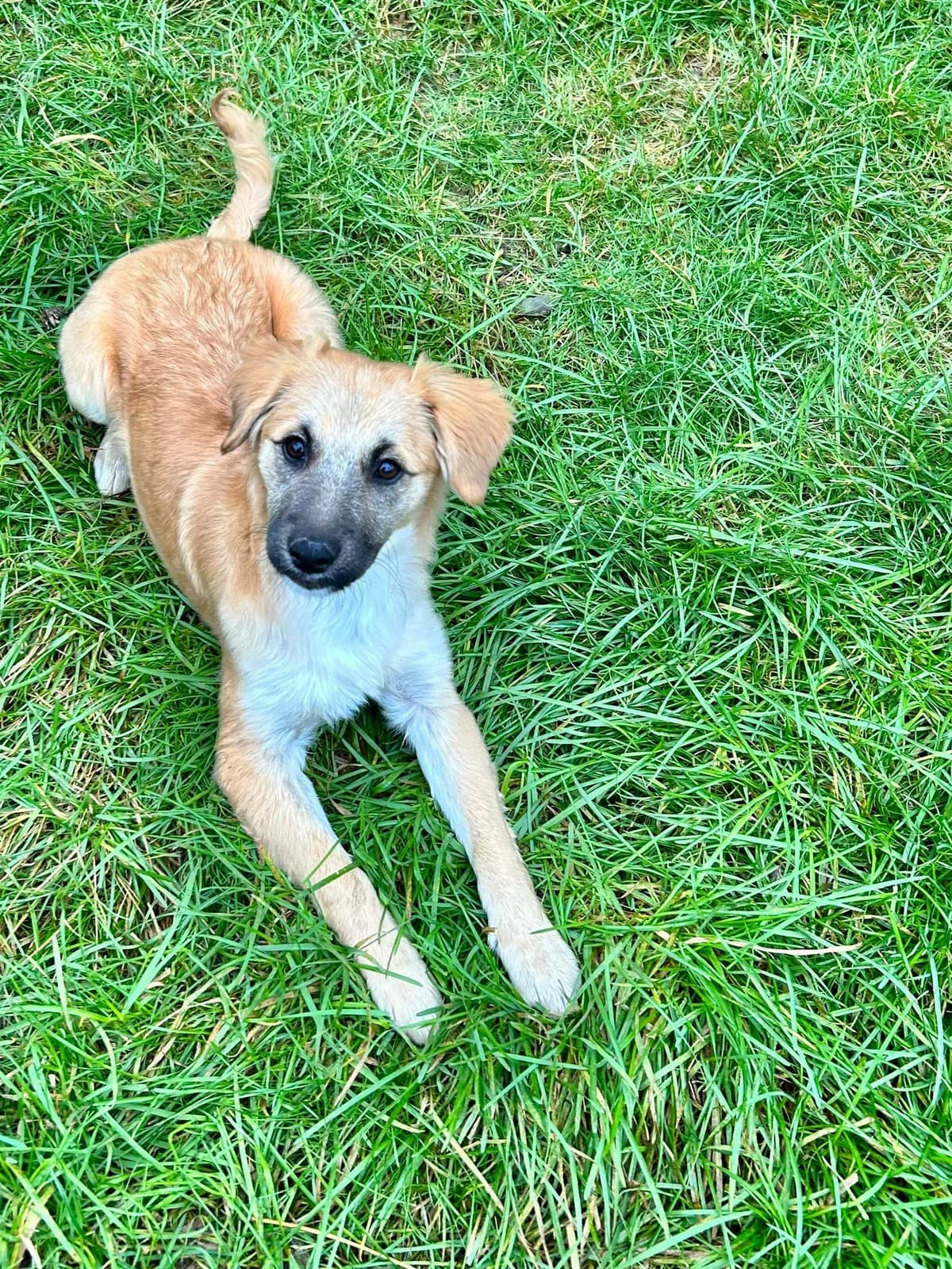 Molly, female Mixed Breed for adoption at Kola Kariola — photo 3 of 5