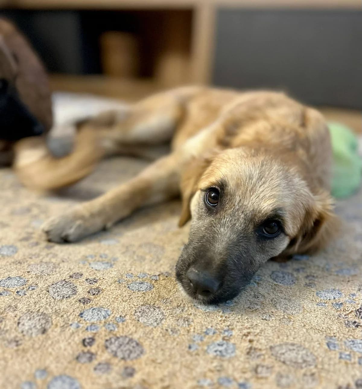 Molly, female Mixed Breed for adoption at Kola Kariola — photo 4 of 5