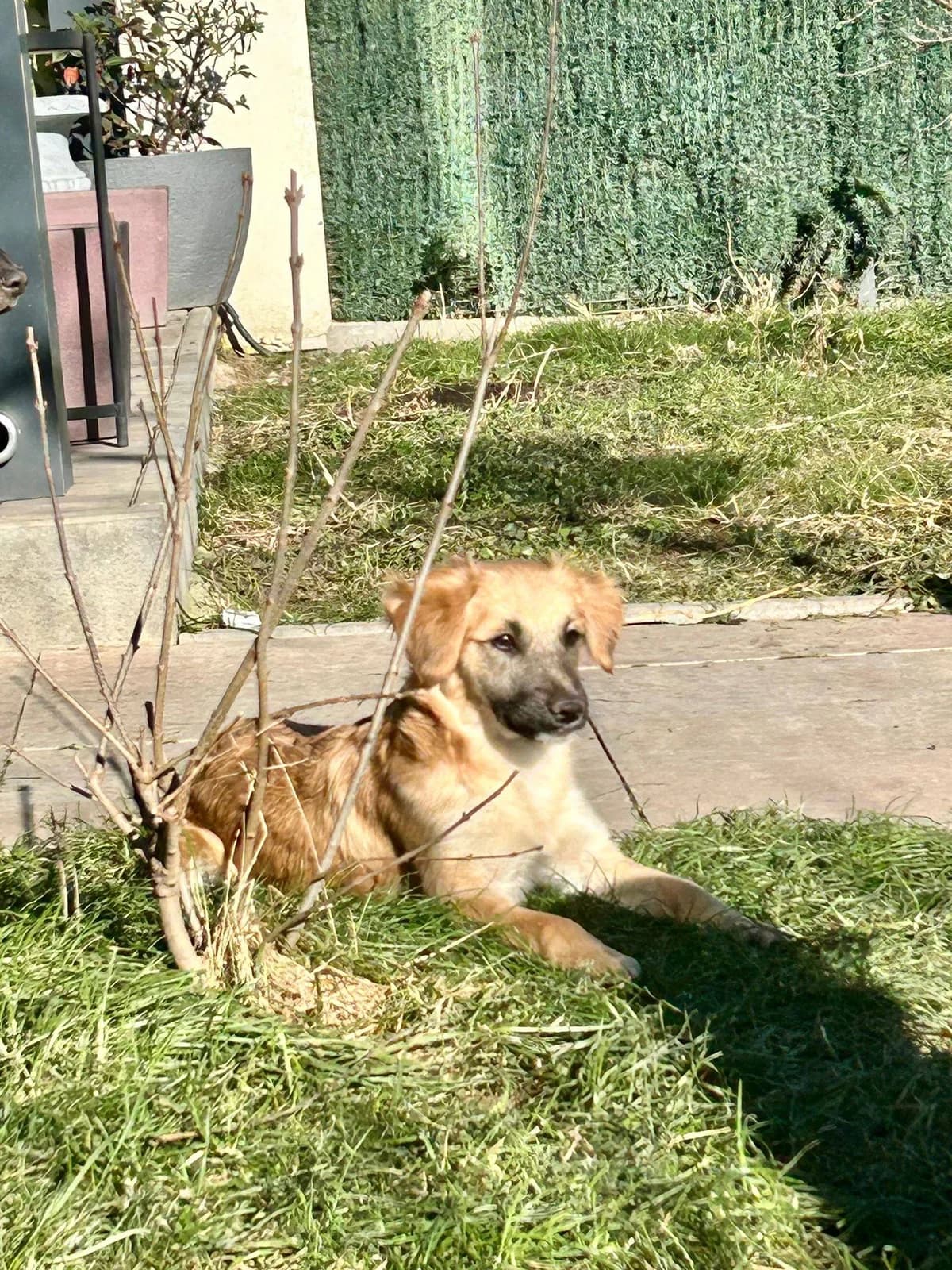 Molly, female Mixed Breed for adoption at Kola Kariola — photo 5 of 5