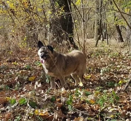 Olty, male Mixed Breed for adoption at Kola Kariola — photo 2 of 5