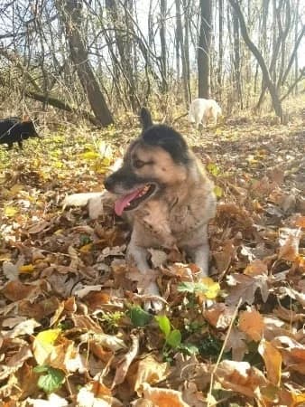 Olty, male Mixed Breed for adoption at Kola Kariola — photo 3 of 5