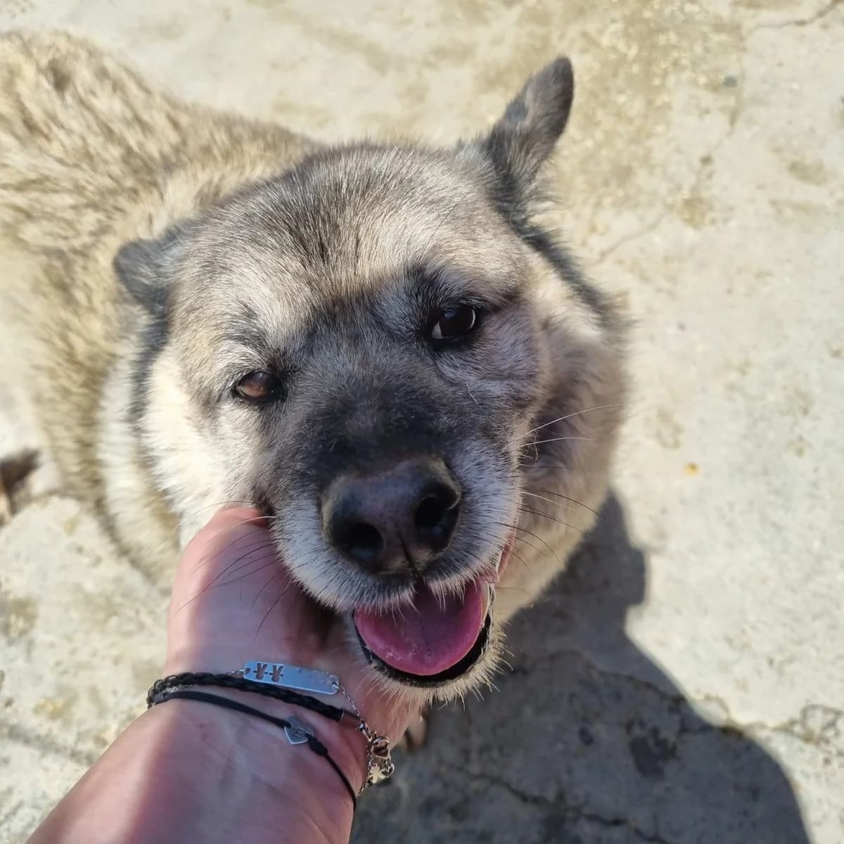 Olty, male Mixed Breed for adoption at Kola Kariola — photo 4 of 5