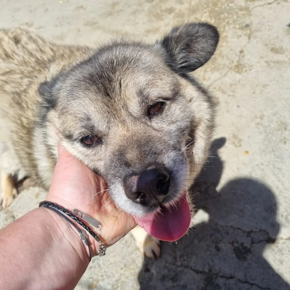 Olty, male Mixed Breed for adoption at Kola Kariola — photo 5 of 5