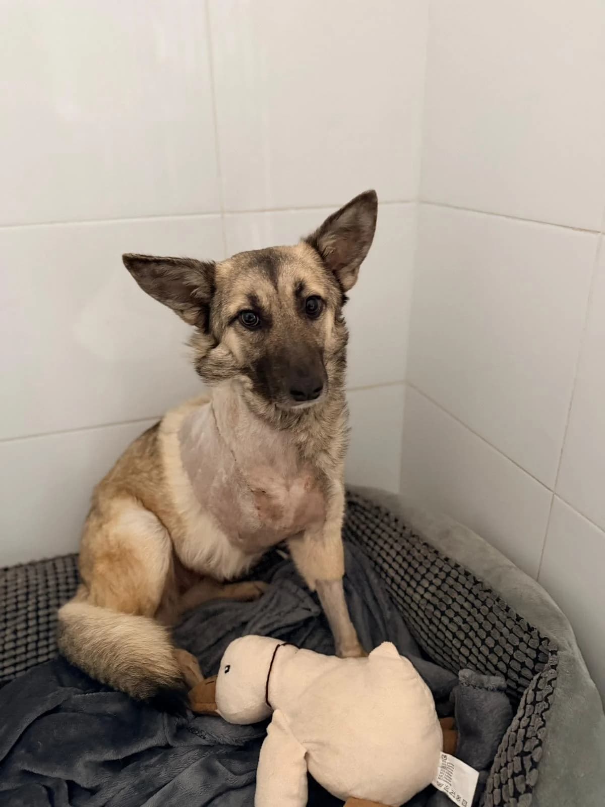 Piersicuta, female Mixed Breed for adoption at Kola Kariola — photo 2 of 4