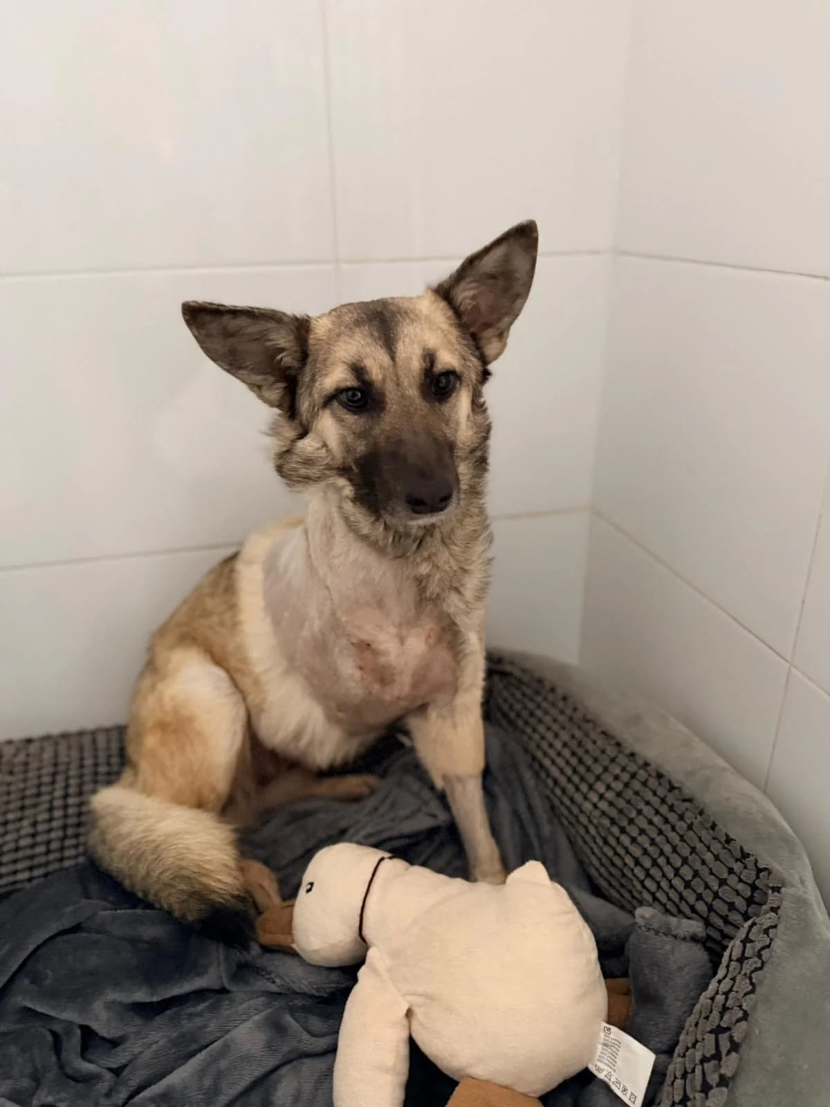 Piersicuta, female Mixed Breed for adoption at Kola Kariola — photo 3 of 4