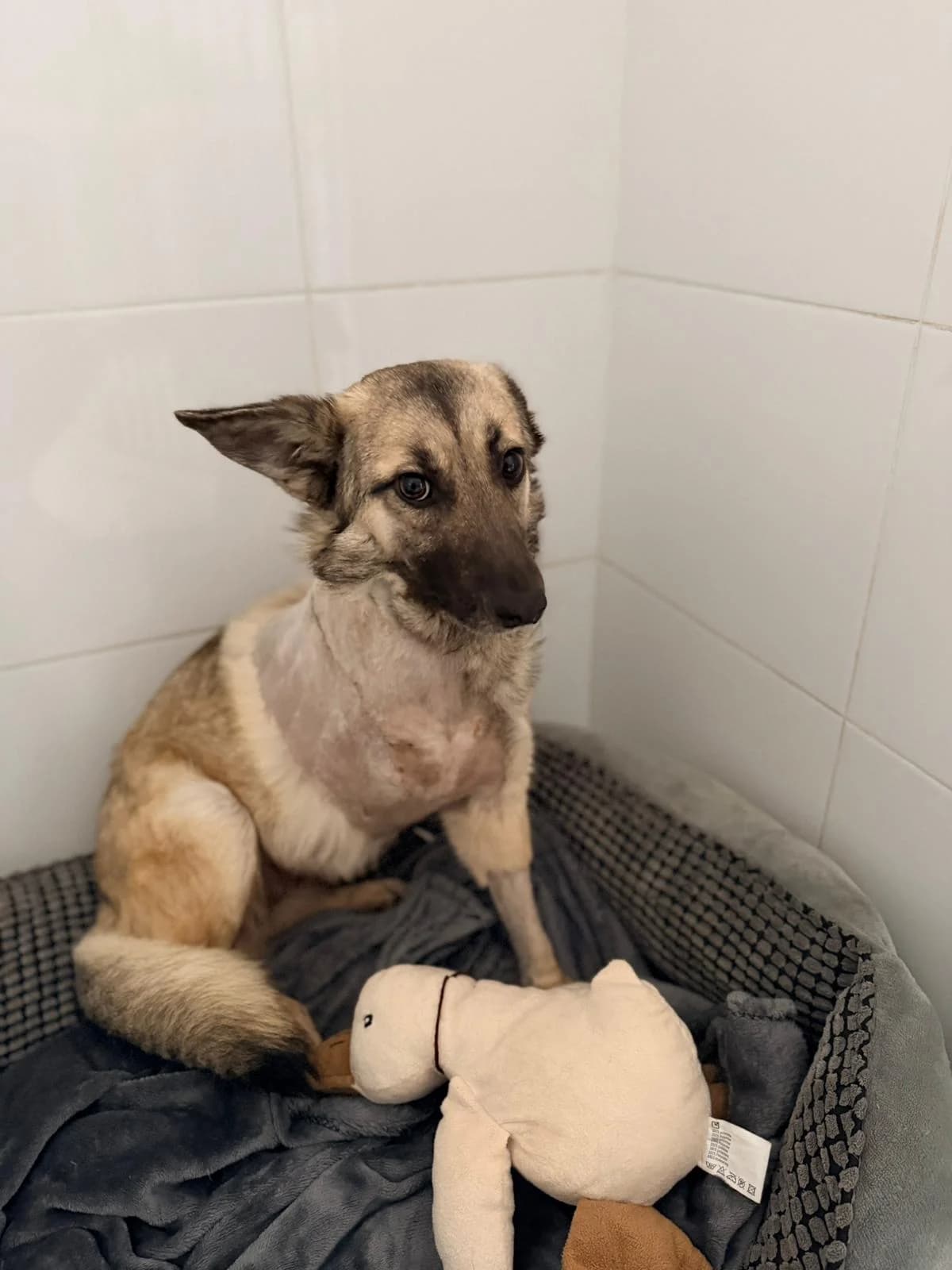 Piersicuta, female Mixed Breed for adoption at Kola Kariola — photo 4 of 4