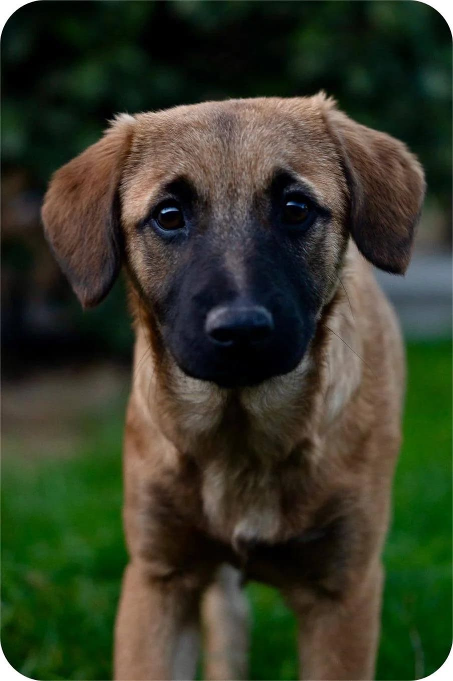 Piper, female Mixed Breed for adoption at Kola Kariola — photo 2 of 6