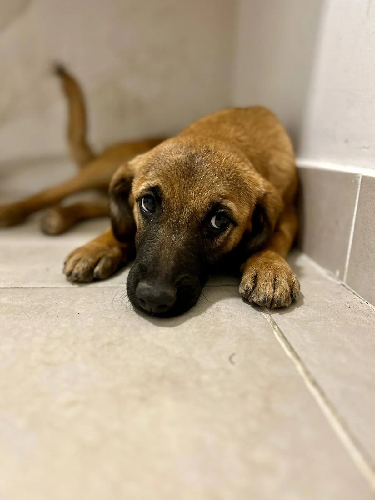 Piper, female Mixed Breed for adoption at Kola Kariola — photo 3 of 6