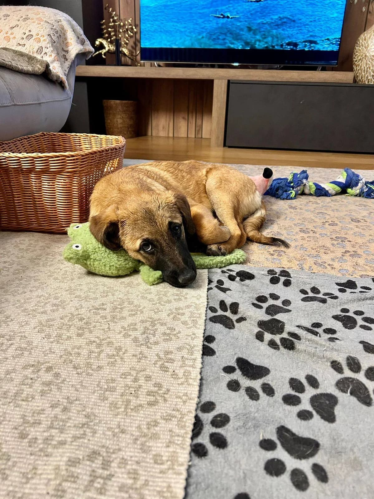 Piper, female Mixed Breed for adoption at Kola Kariola — photo 4 of 6